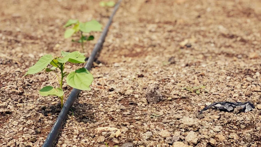 Harnessing Climate-Tech Could Make Indian Agriculture Water-Positive