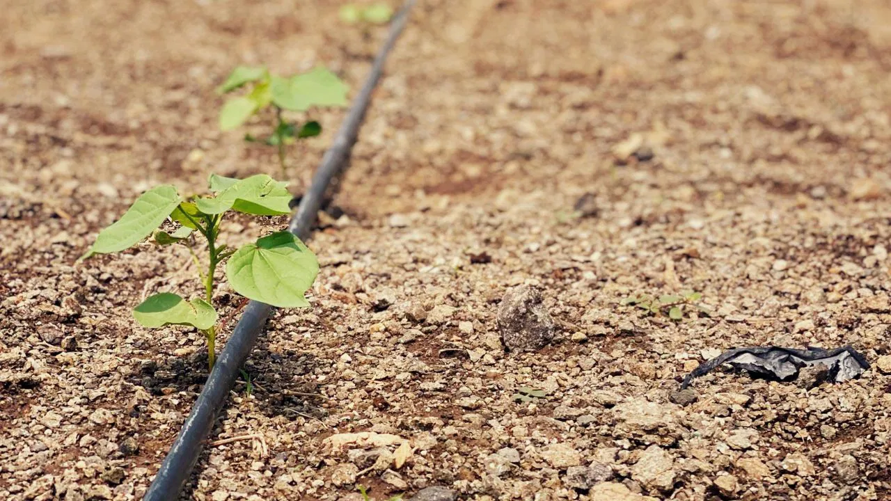 Harnessing Climate-Tech Could Make Indian Agriculture Water-Positive